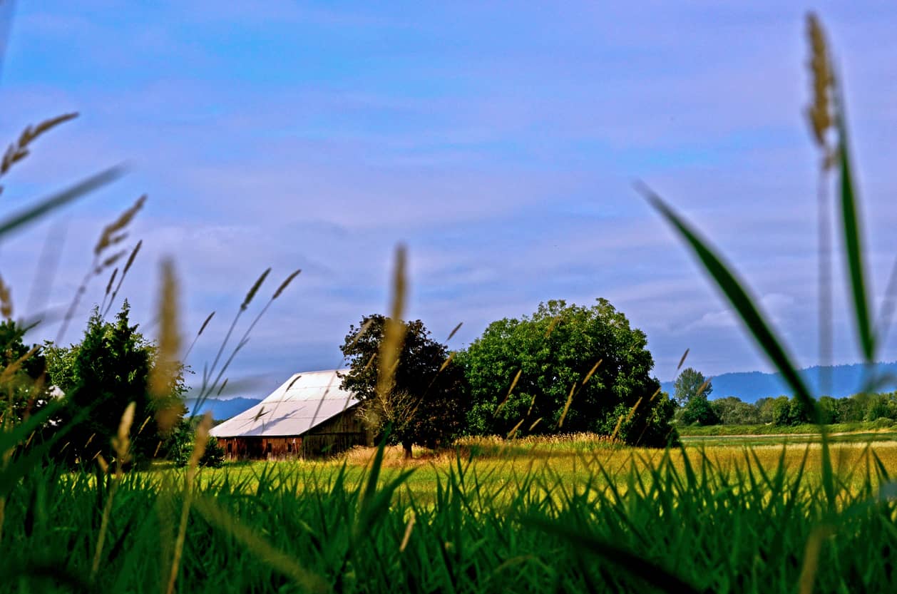 Sauvie Island barn near Scappoose Oregon